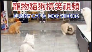 宠物貓狗搞笑視頻 funny cat & dog videos