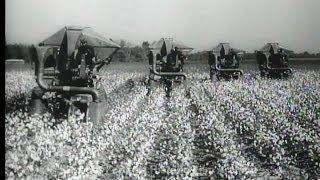 HD Historic Archival Stock Footage Cotton Picking Machines