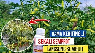 KERITING DAUN SEMBUH HANYA SEKALI SEMPROT, PENGENDALIAN TEPAT SASARAN...!! CABE ABAYOMI 108 HST