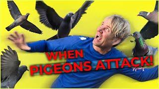 When Pigeons Attack! | Hopwood DePree