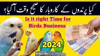 Is it Right Time for Business? |July - August| 2024, Birds Latest Prices Effects by |Arham| Vdo. 492