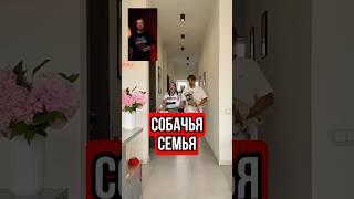 Странная собачья семья #блогеры #юмор #тренды