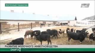 На востоке Казахстана успешно развивается молочное животноводство