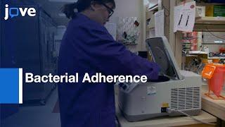 Bacterial Adherence to Host Cells Detection | Protocol Preview