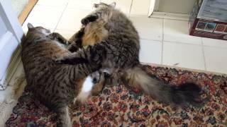 Fat cat fight
