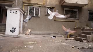 Pigeon Slow Motion using Optical Flow