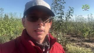 Агроном Егорьевского питомника Никитенко Александра рассказывает об осеннем поливе