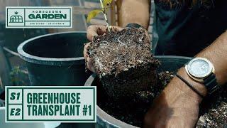 S1E2 | Transplanting Our Greenhouse Plants | Homegrown Cannabis Co. Garden