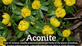 What is Aconite? | How Does Aconite Look? | How to Say Aconite in English?