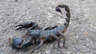  Giant Black Scorpion - Wildlife Thailand 