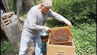 Размножение пчел. Как легко создать новую пчелиную семью