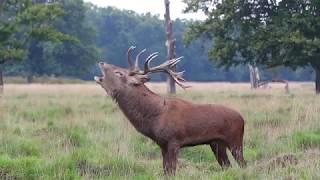 Red Deer Stag Rutting Call