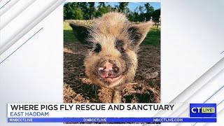 CT LIVE!: PAWSitively Good Award - Where Pigs Fly Rescue and Sanctuary