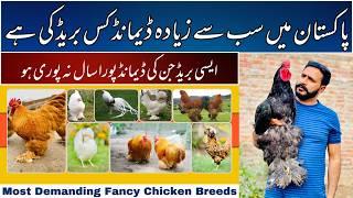 Most Demanding Fancy Chicken Breeds In Pakistan |Fancy Poultry Business In Pakistan |@SadarFancyFarm