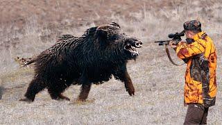 GIANT MONSTER WILD BOAR HUNTING Like You've Never Seen Before!