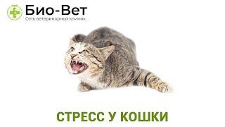 Стресс у Кошки  - Симптомы и Лечение // Сеть Ветклиник БИО-ВЕТ