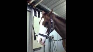 Beni the lip smacking horse