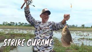 Berburu Strike Gurame di Tengah Sawah | MANCING MANIA STRIKE BACK (22/12/24) Part 2