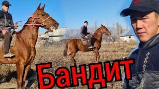 БАНДИТ өтө тез ат КАМБАРДЫКЫ