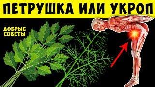 Трава молодости, польза и вред Укропа и Петрушки для Организма Человека