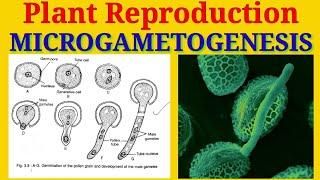 Microgametogenesis || Production of Male Gametes inside the Pollen grains || Plant Reproduction ||