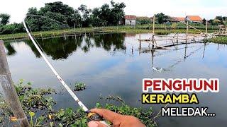 spot perawan..!! ikan gabus monster mengamuk