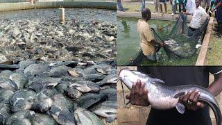 THE BIGGEST FISH FARMING IN GHANA OWNED BY A MEMBER OF THE CHURCH OF PENTECOST