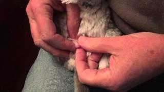 Checking for fur ring in a male chinchilla