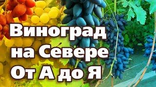 ВСЕ О ВЫРАЩИВАНИИ ВИНОГРАДА В СЕВЕРНЫХ САДАХ.  От посадки до укрытия