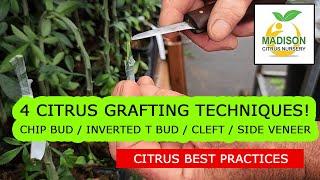 4 Citrus Tree Grafting Techniques... Which Is The Best Way To Graft?!