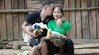 Kind wife: Help Duong Harvest Ducks from the farm go to the market sell.