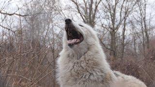 When All 50 Wolves Howl