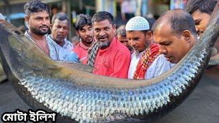 মোটা মোটা ১.৫ কেজি ওজনের ইলিশ মাছ কঠিন নিলামে বিক্রি হলো দেখুন। Padma river ilish fish market |