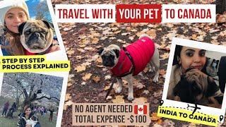 How to Bring Your Pet Dog to Canada | Travel with dog India to Canada  | Docs & Process explained