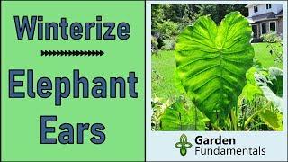 Best Method to Overwinter Elephant Ear Bulbs  Colocasia and Alocasia