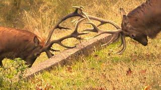 RED DEER RUT 2024  2 Huge Stags Contest the Woodland  Build up and Battle! 