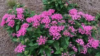 Plant Review: Egyptian Star Flower [Pentas]