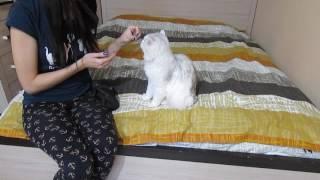 Как научить кота давать лапу? Дрессировка котов