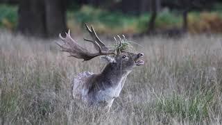 Fallow Deer buck bellowing during the rut