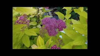 Обзор сорта Спирея Японская Голдфлейм весь сезон. Review of the variety of spirea Japanese Goldflame