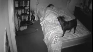 CCTV Bossy the Psychic Dog Senses Ghost Haunted Paranormal Activity Footage