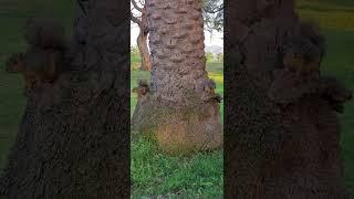 Squirrels resting on the tree trunk.