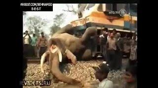 Animal hits by train | Train hit animals