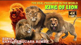 THE REAL PREDATOR AT THE JUNGLE | Singa Sang Penguasa Rimba