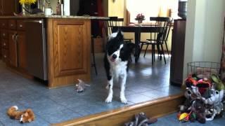 Karl The Smart Border Collie