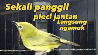 pleci betina birahi memanggil jantan, pleci jantan langsung gacor