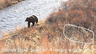 Brown Bear Shot at 4-Yards with a Bow- Winchester Deadly Passion