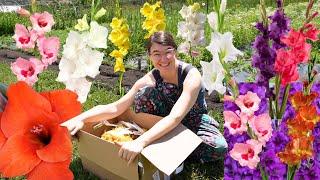 1300 Gladiolus Unboxing - Excited About Small Corms!