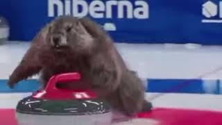 Beavers Curling