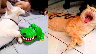 New Funny Animal Videos 2024  Funniest Cats and Dogs  Part 14  Pets Awesome
